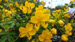 Senna Stechpalme