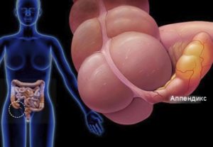 L'appendice nel nostro corpo