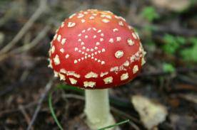 Giftige Pilze