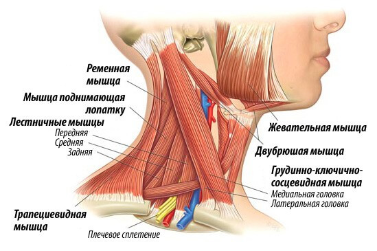 Cervical myositis: Symptome und Behandlung