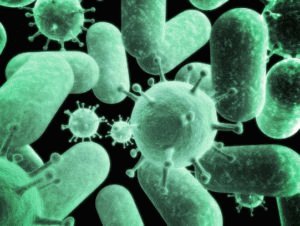 Microflore de type obligatoire