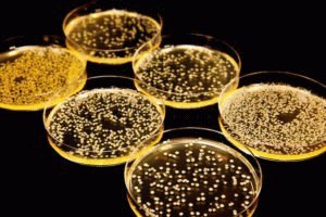 Bactérie Staphylococcus aureus