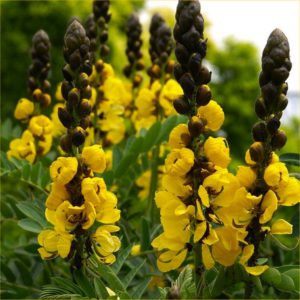 Medicinsk cassia