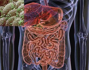 Microflore humaine saine