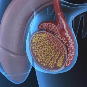 Travma od scrotal organov: Vzroki, simptomi, zdravljenje in prvo pomoč