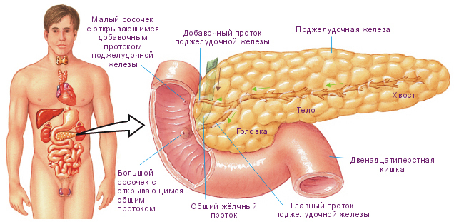 Struktur der Bauchspeicheldrüse