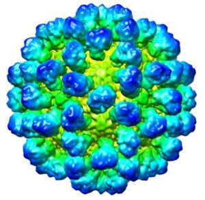 Calicivirus im Körper