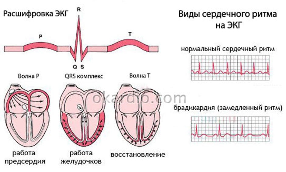 Heart rate in an adult, table by age