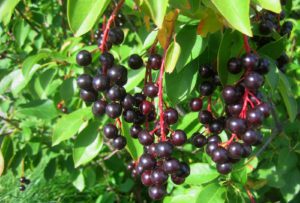 Kirschbeeren
