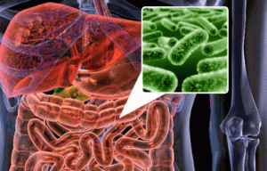 Microflore intestinale