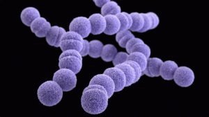 Bactéries streptocoques