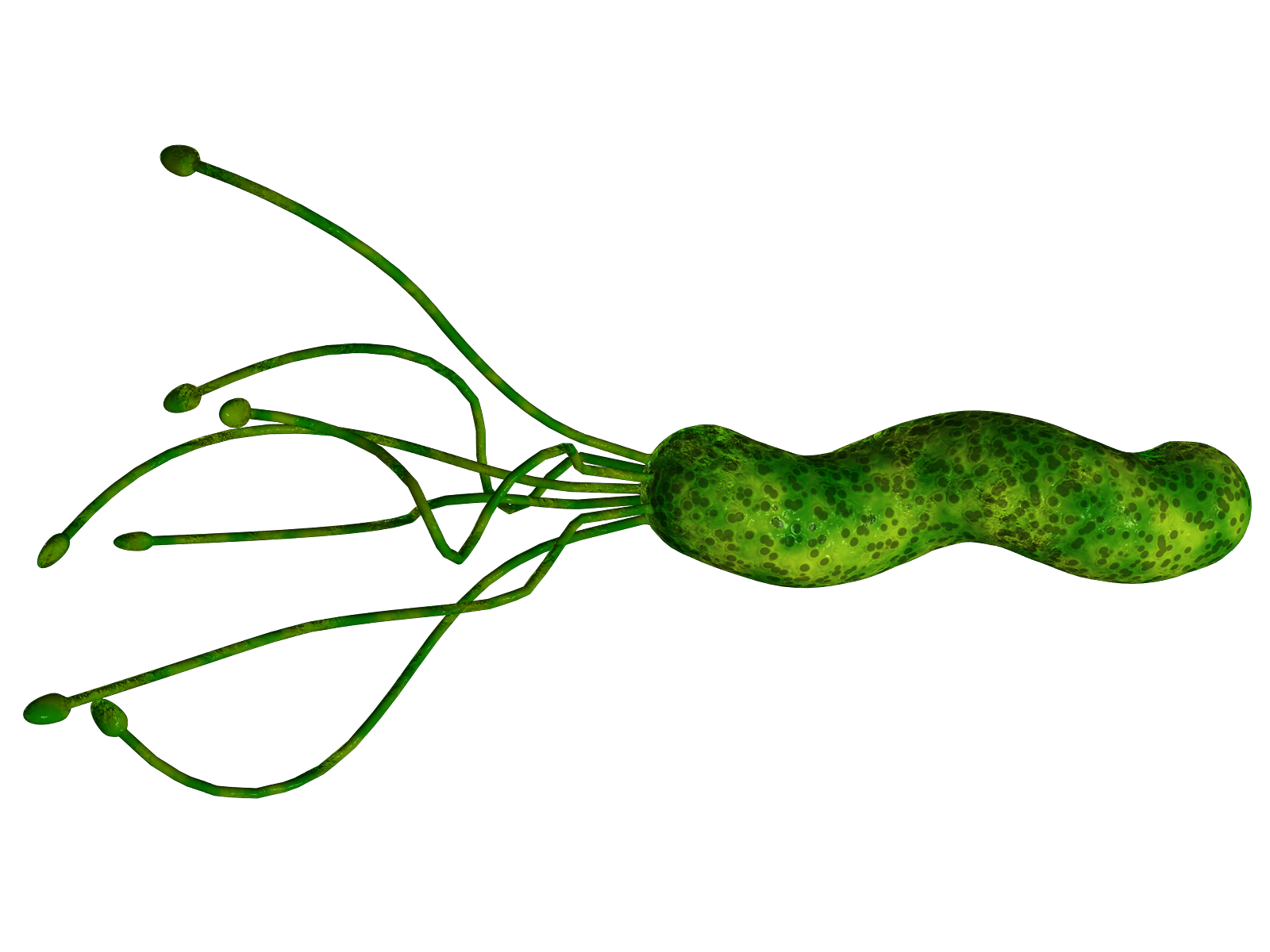 El diagnóstico de la infección por Helicobacter pylori
