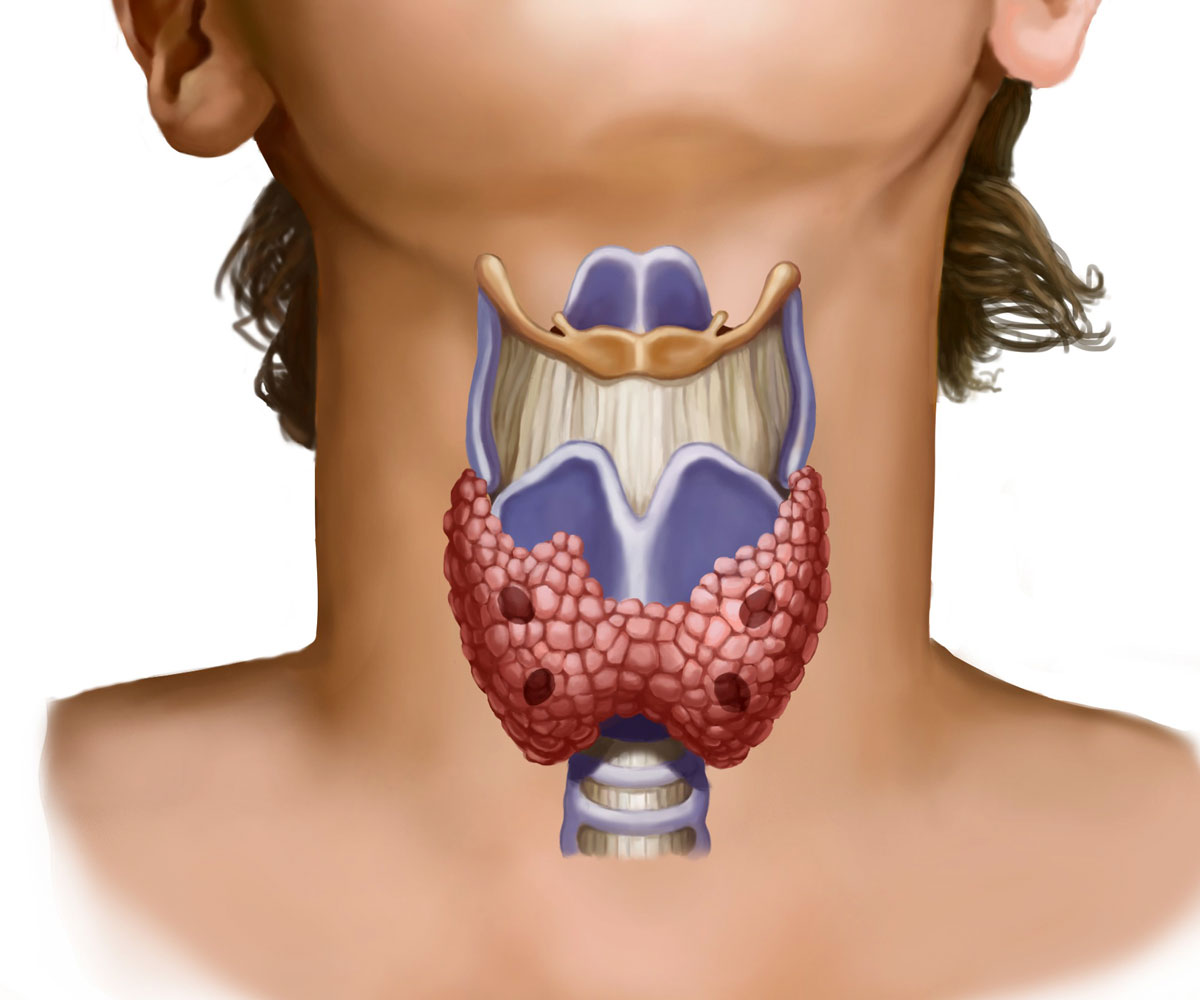 L'examen de la glande thyroïde