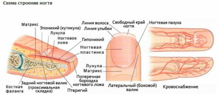 Nageltrång på benet: behandling och förebyggande av nageltrång