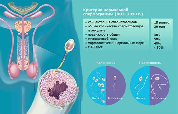 Normospermia - ניתוח, האינדיקטורים רגולטוריים נוספים שגורם הפרעות