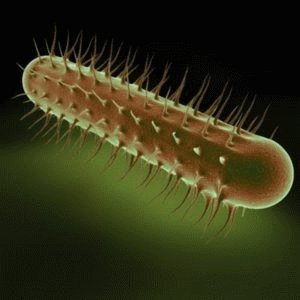 Bactéries Escherichia coli