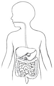 Gastrointestinální trakt dítěte