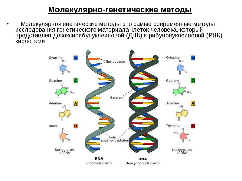 Des études génétiques moléculaires